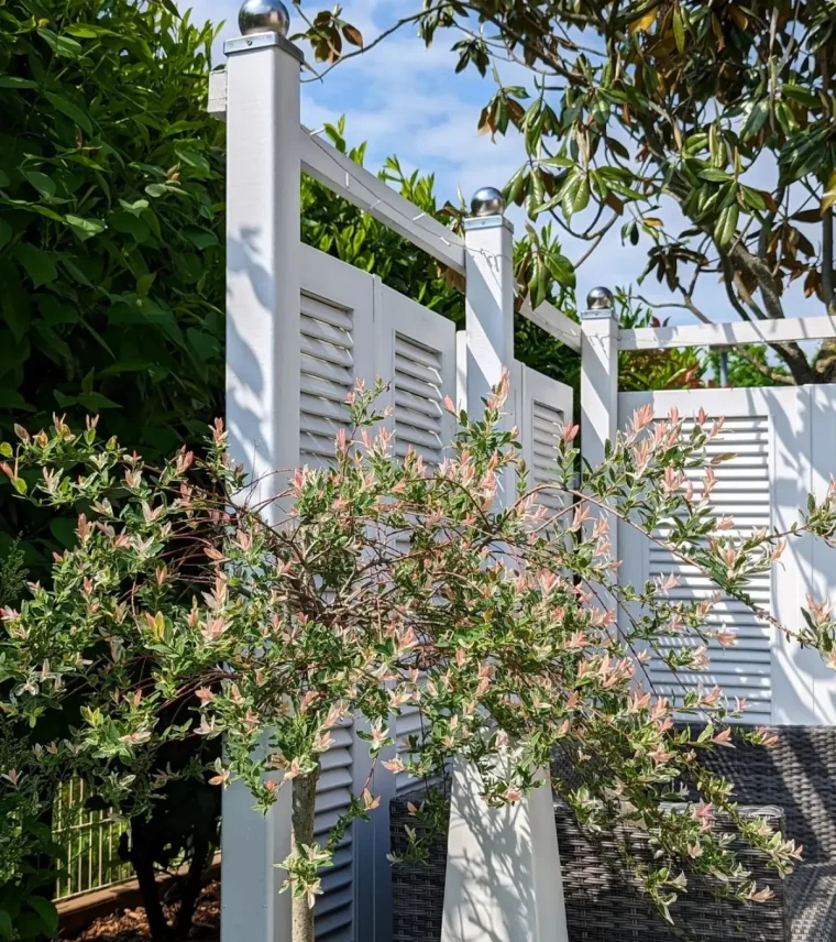 zierweide sonnenliebende pflanzen garten