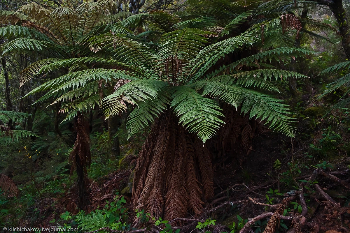 zimmerbaum cyanthea forestcore