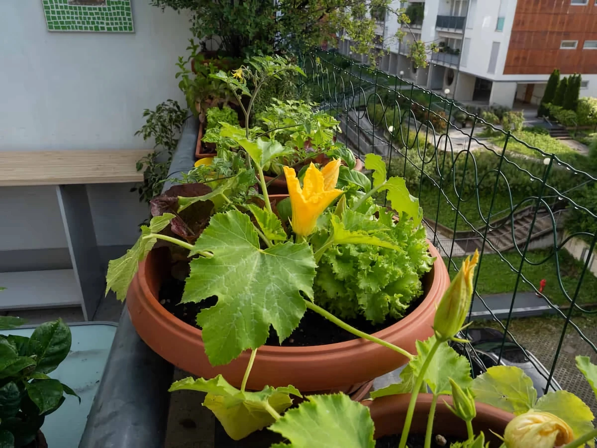 zucchini in kuebeln anbauen
