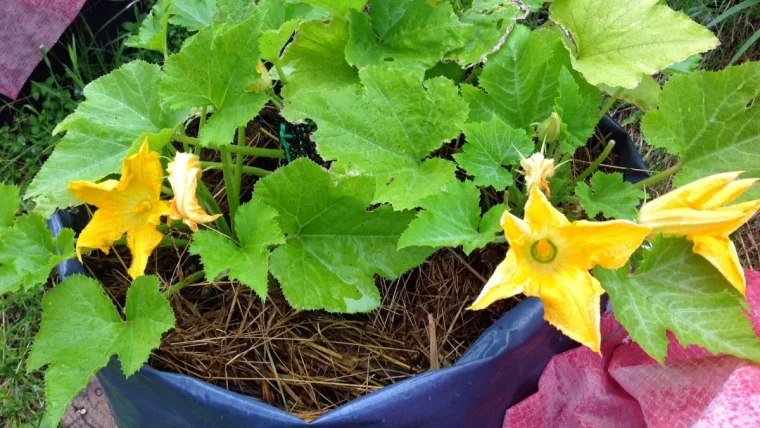 zucchini in toepfen pflanzen auf dem balkon