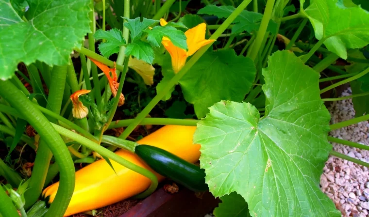 zucchini in topf ernten