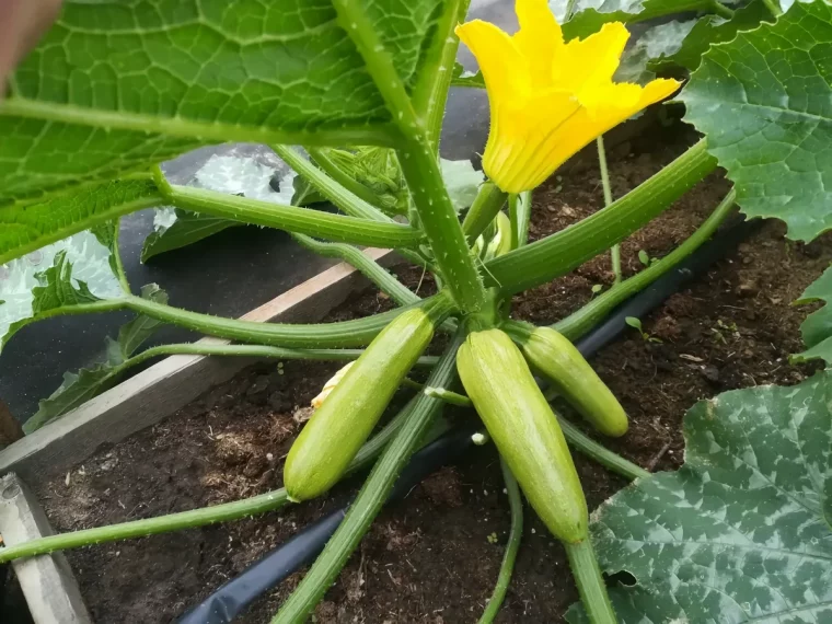 zucchini pflanzen balkon mit ernte