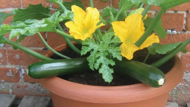 zucchini pflanzen im topf