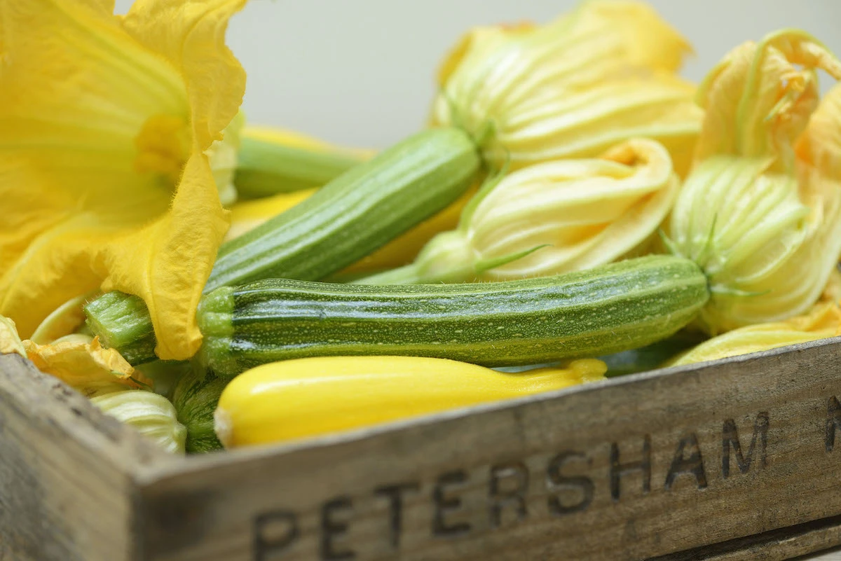zucchini tipps zu anzucht und mehr