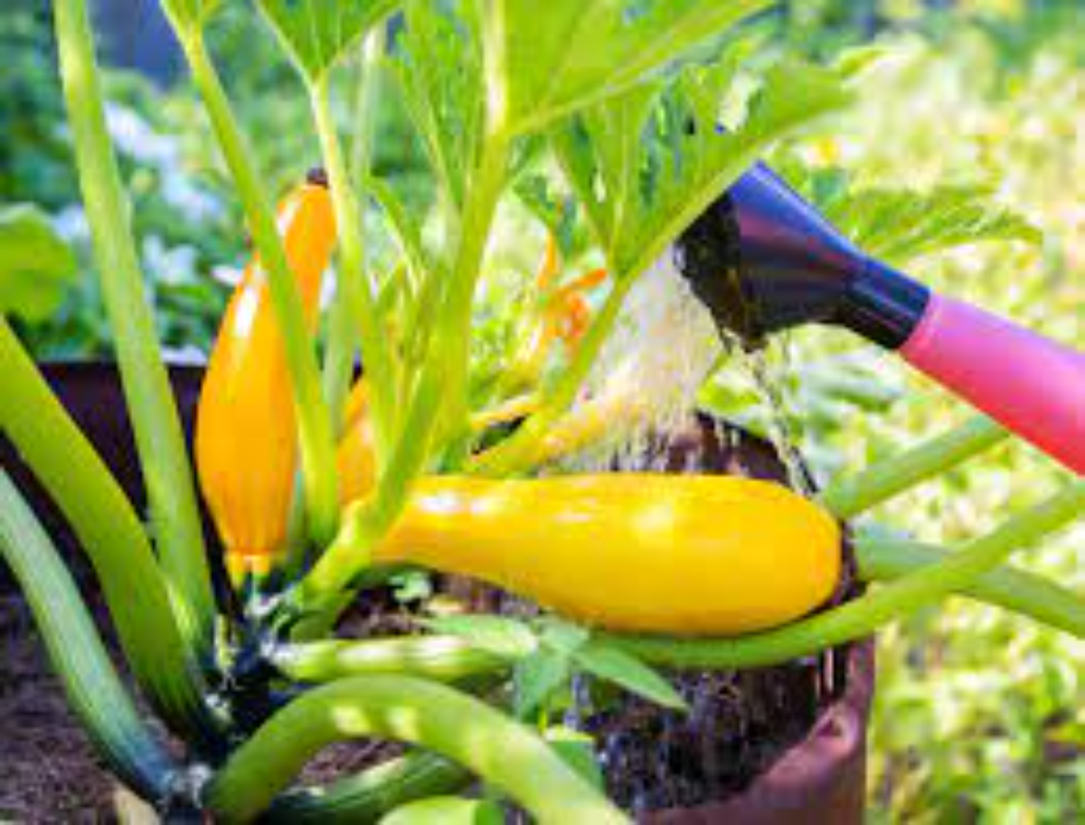 bewässerung von zucchini mit roter gießkanne