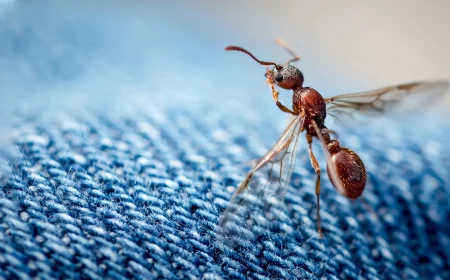 fliegende ameisen bekaempfen