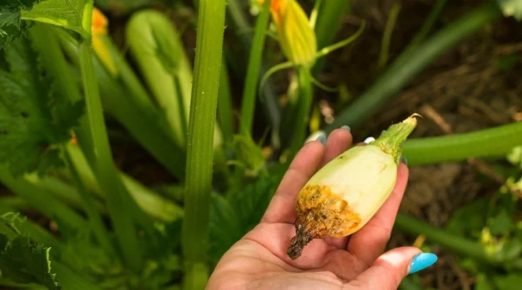 frau mit blauem nagellack hält zucchini, die nicht wachsen