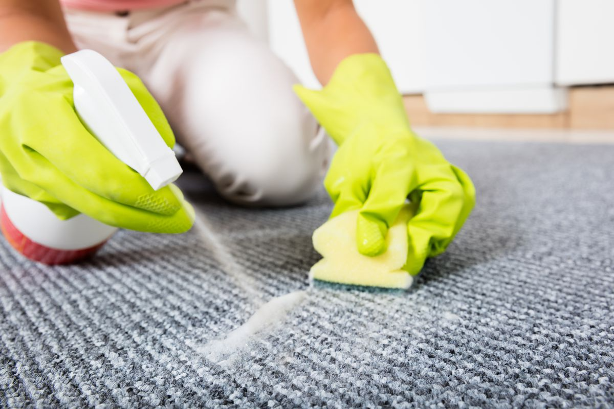 frau mit gruenen handschuhen sprueht reinigungsloesung auf urinfleck auf teppich