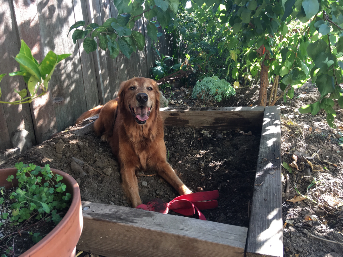 golden retriever legt sich in den zum buddeln vorgesehenen raum im garten