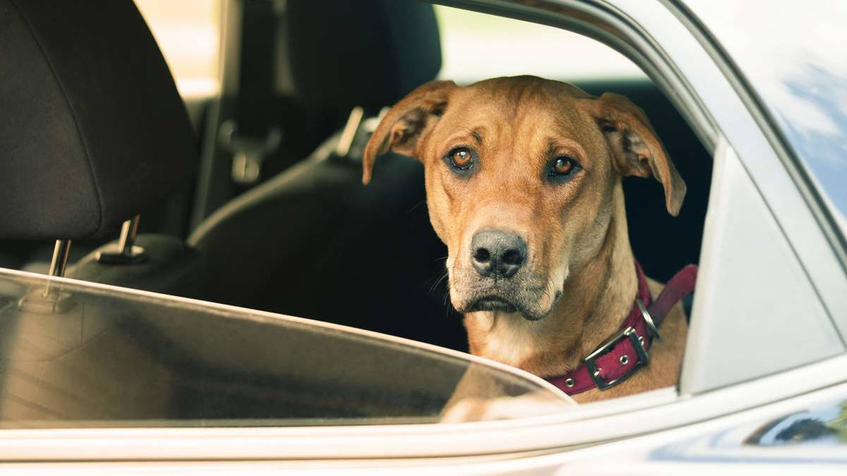 hund im auto sitzend bei offenem fenster