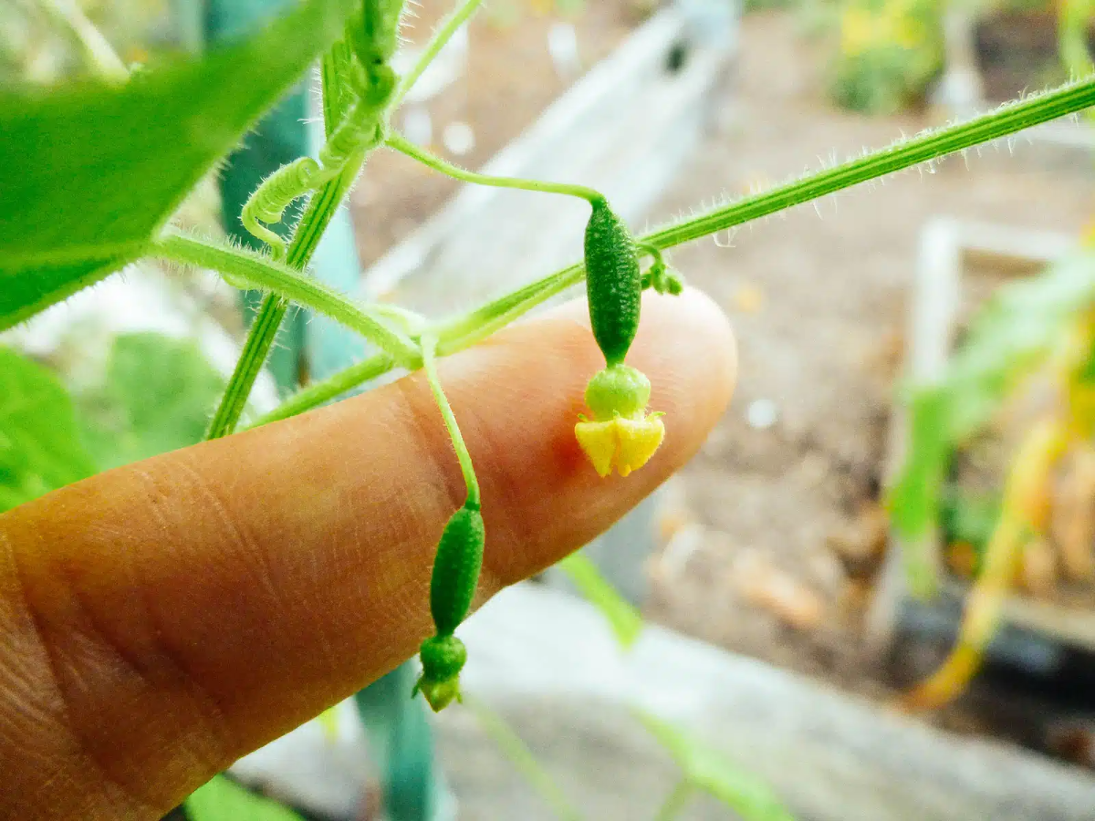 person berührt mit finger wachsende cucamelon pflanze