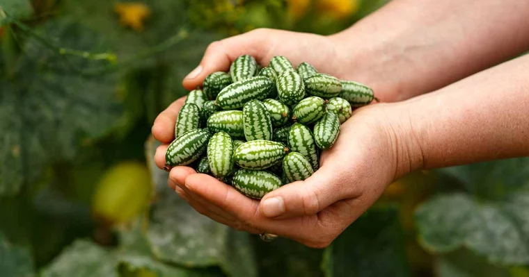 person hält cucamelons in den händen