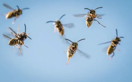 wespen vertreiben wie geht es