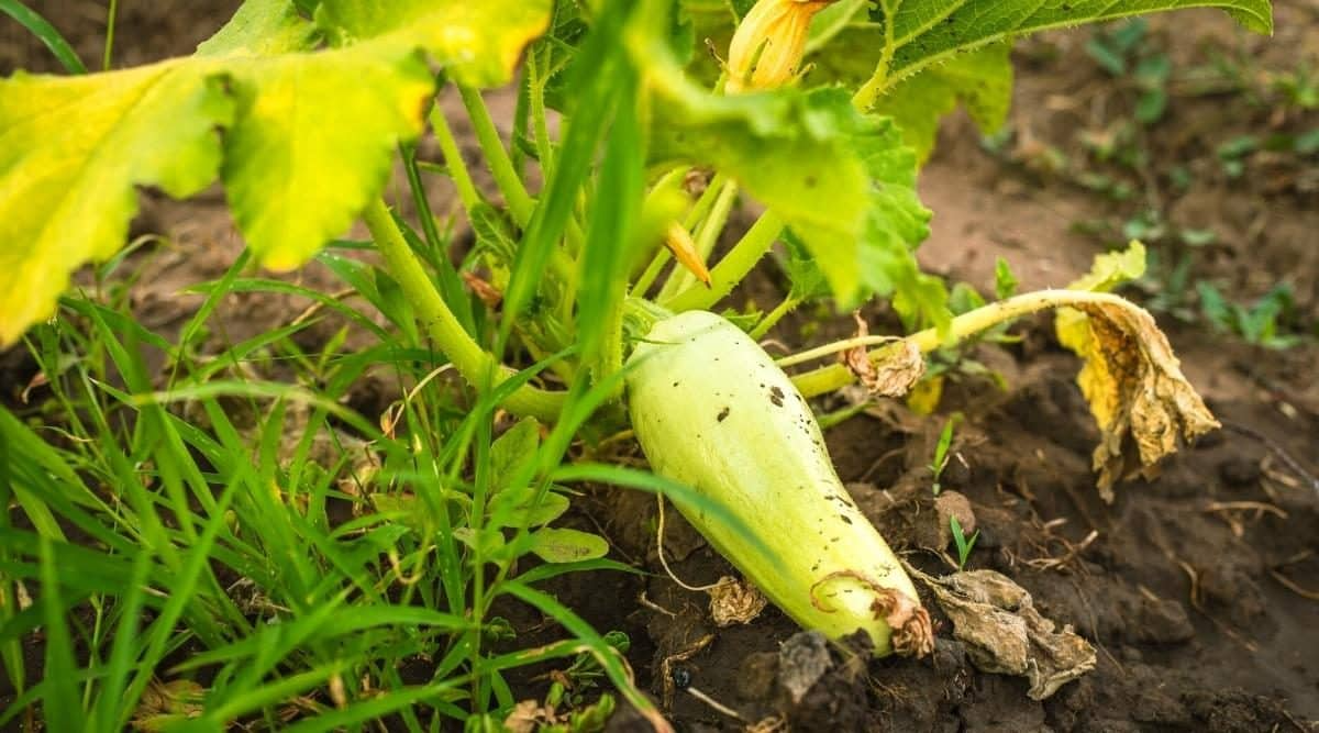 zucchini wachsen nicht richtig weil es an sonnenlicht mangelt