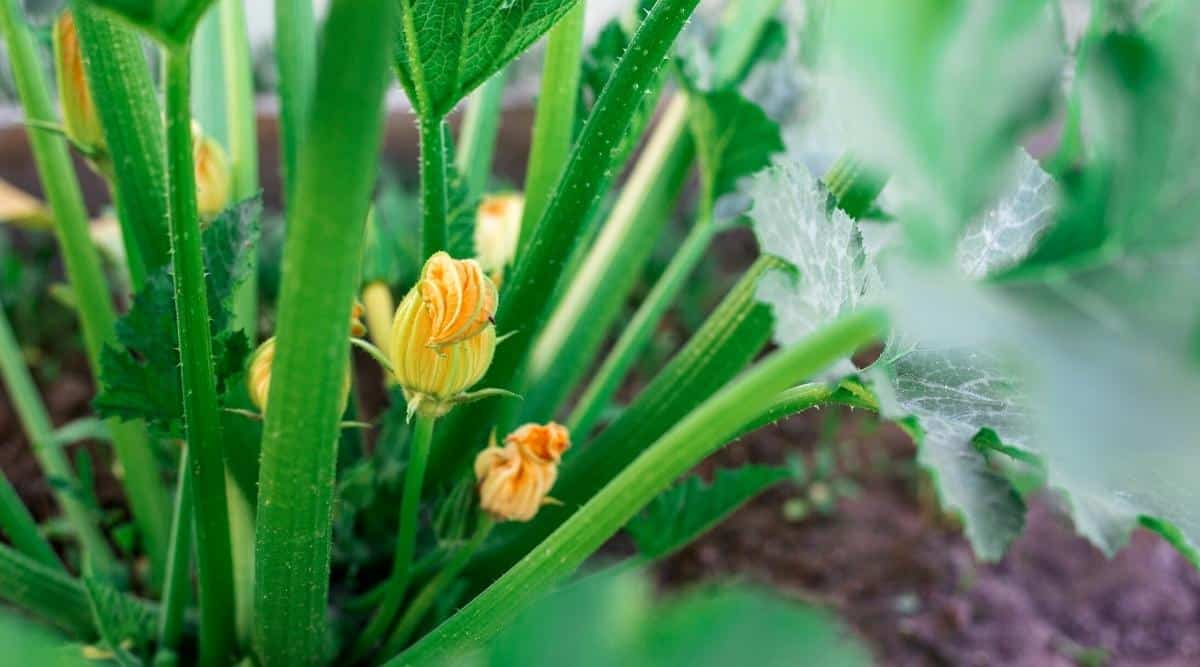 zucchinipflanze mit gelber blüte