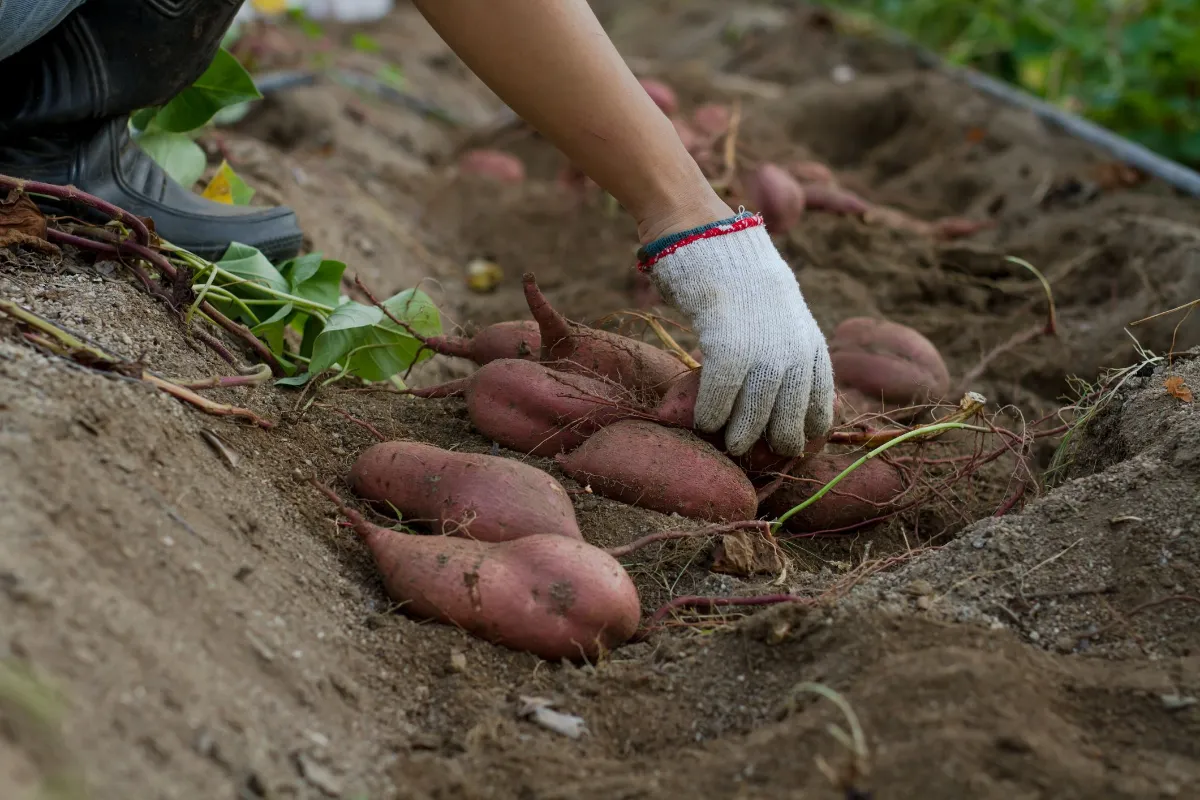 anleitung süßkartoffeln pflanzen