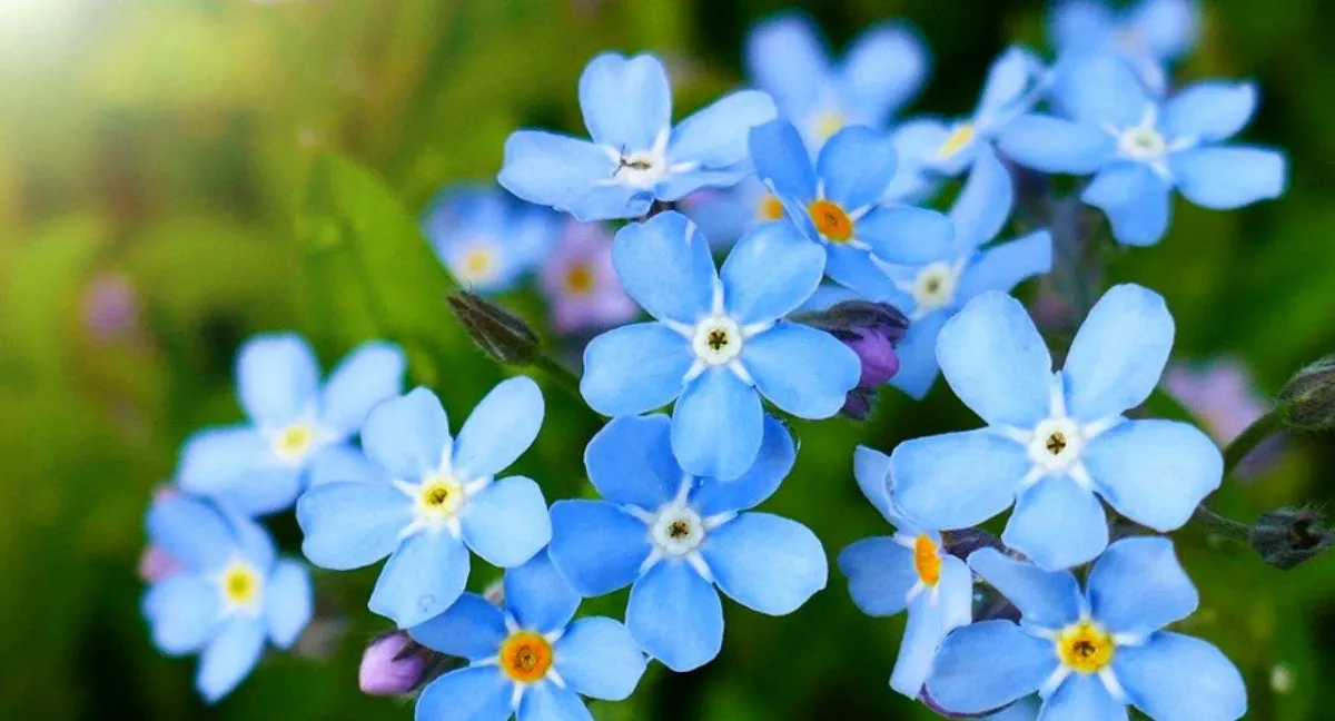 aussaat im hochsommer juli ziergarten vergissmeinnicht blaue kleine blüten