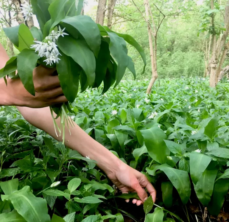 bärlauch im garten pflegen reich an mineralien und vitaminen