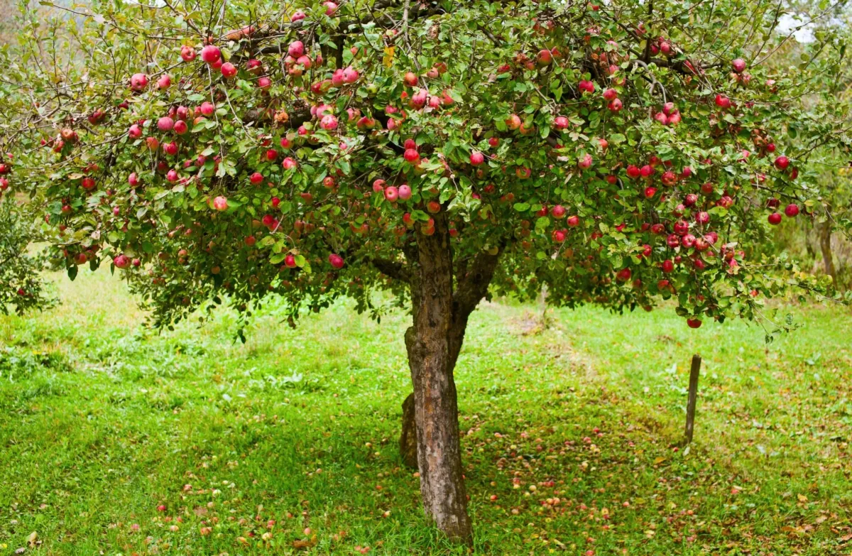 bäume als schattenspender im garten quelle köstliche früchte apfelbaum