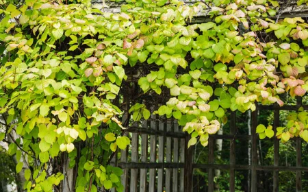 begruente pergola terrasse hardy kiwi winterharte kiwi