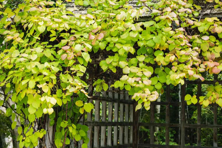 begruente pergola terrasse hardy kiwi winterharte kiwi