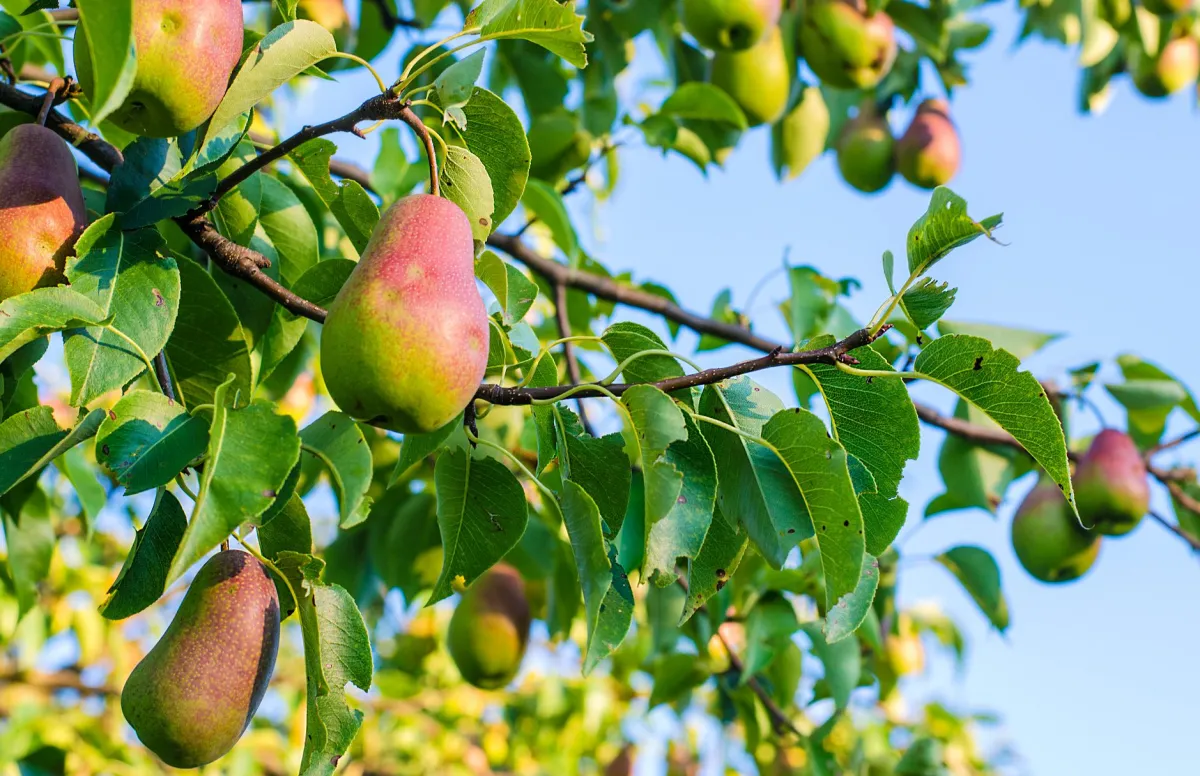birnbaum als schattenspender guter schatten und köstliche früchte