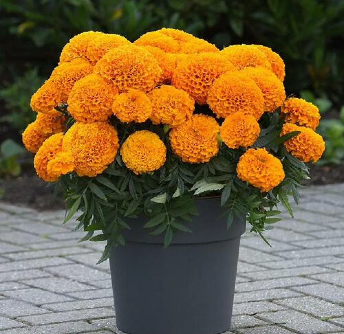 blühende kübelpflanzen für den garten tagetes orangenfarbene blüten