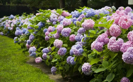 blumen die in deutschland wachsen hortensien blaue und rosafarbene blüten