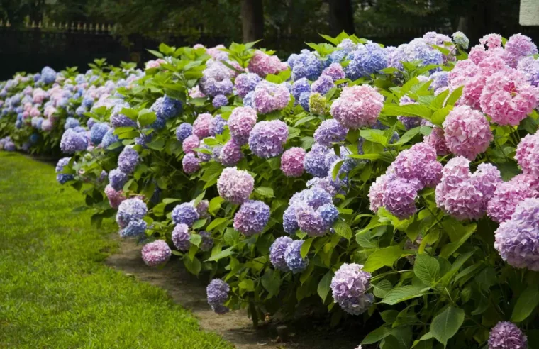 blumen die in deutschland wachsen hortensien blaue und rosafarbene blüten