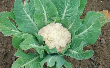 blumenkohl pflegen dreimal pro saison düngen