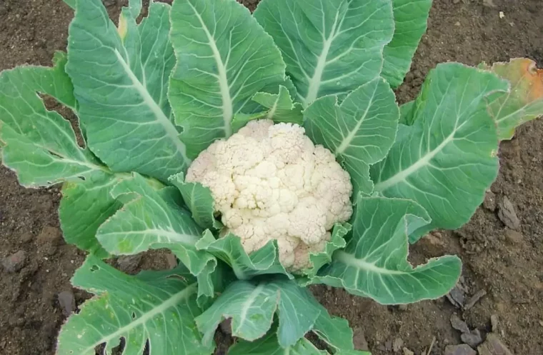 blumenkohl pflegen dreimal pro saison düngen