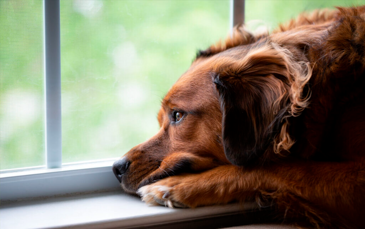 brauner gelangweilter hund der neben dem fenster liegt und nach draußen schaut