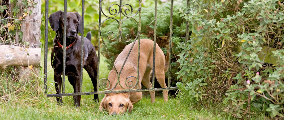 brauner und schwarzer hund im garten neben dem zaun