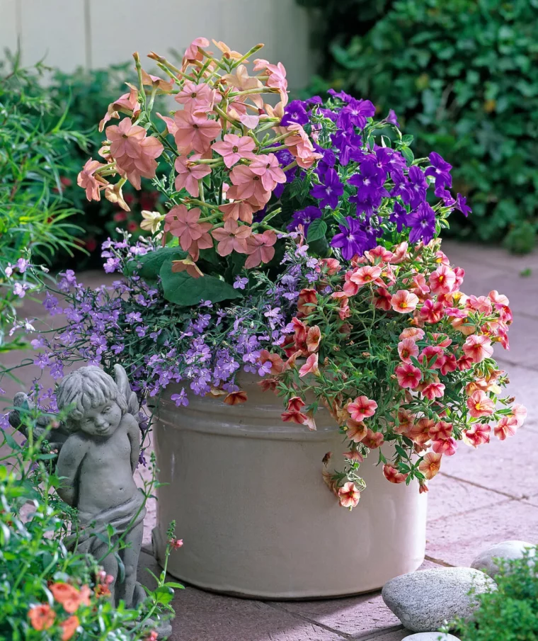 browallia schöne kübelpflanzen für den garten verschiedene farben