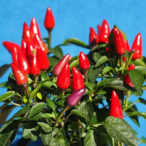 chili pflanzen im topf rote paprika pflanze