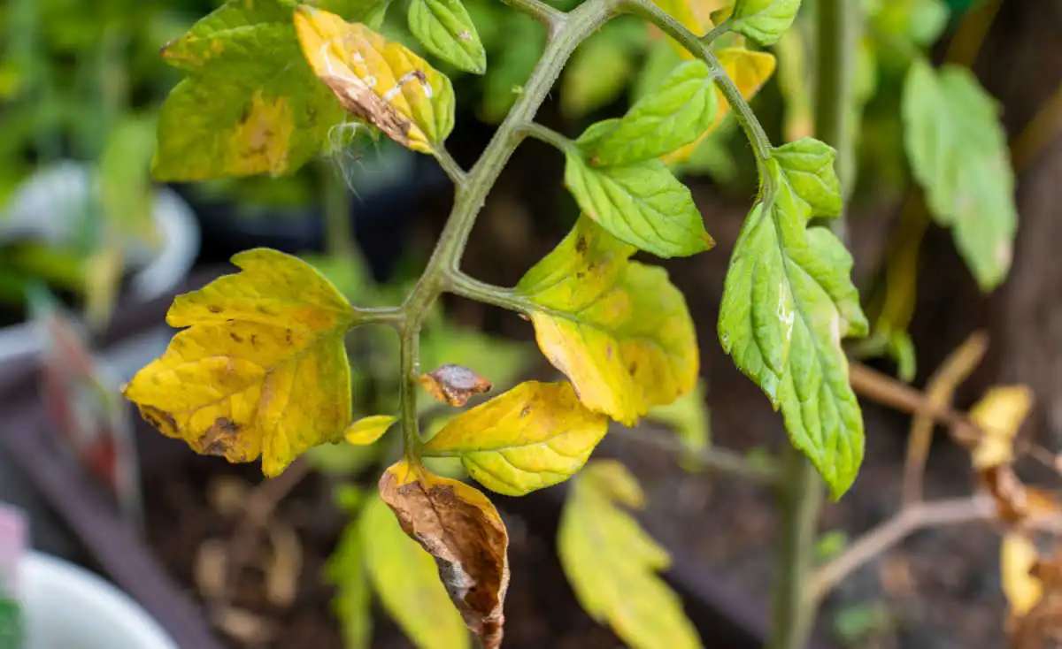 das sind die ursachen und lоеsungen für gelbe blаеtter an tomatenpflanzen