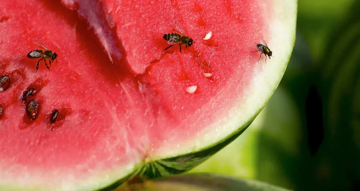 erfahren sie mehr ueber essig gegen fruchtfliegen