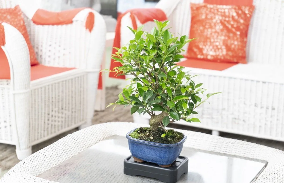 ficus ginseng bonsai in keramik topf rattan möbel