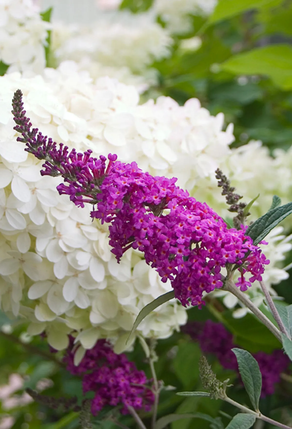 flieder blüten weiß und violett blühende sträucher im garten