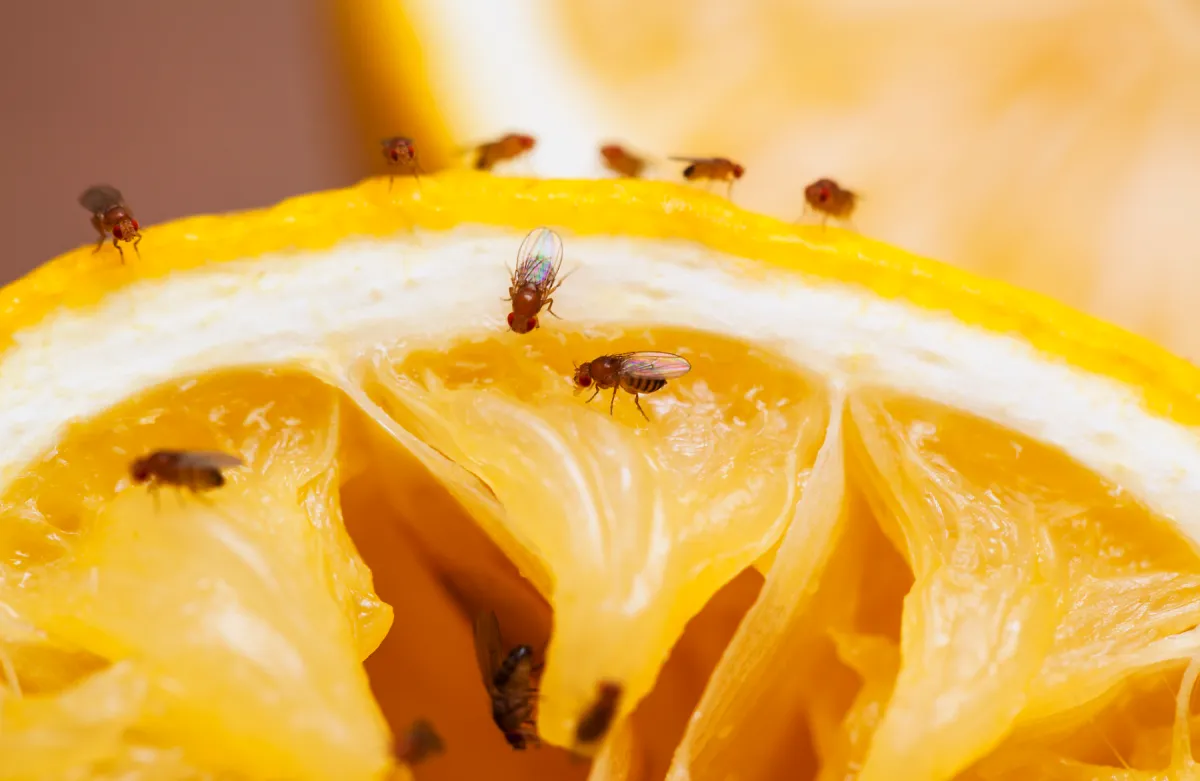 fluchtfliegen vom geruch verdorbener früchte angezogen orange