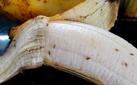 hausmittel gegen fruchtfliegen banane als köder verwenden
