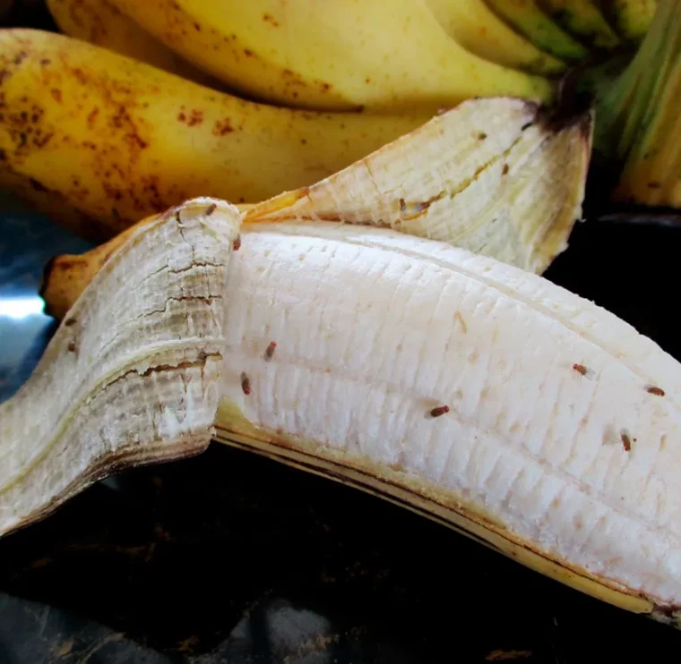 hausmittel gegen fruchtfliegen banane als köder verwenden