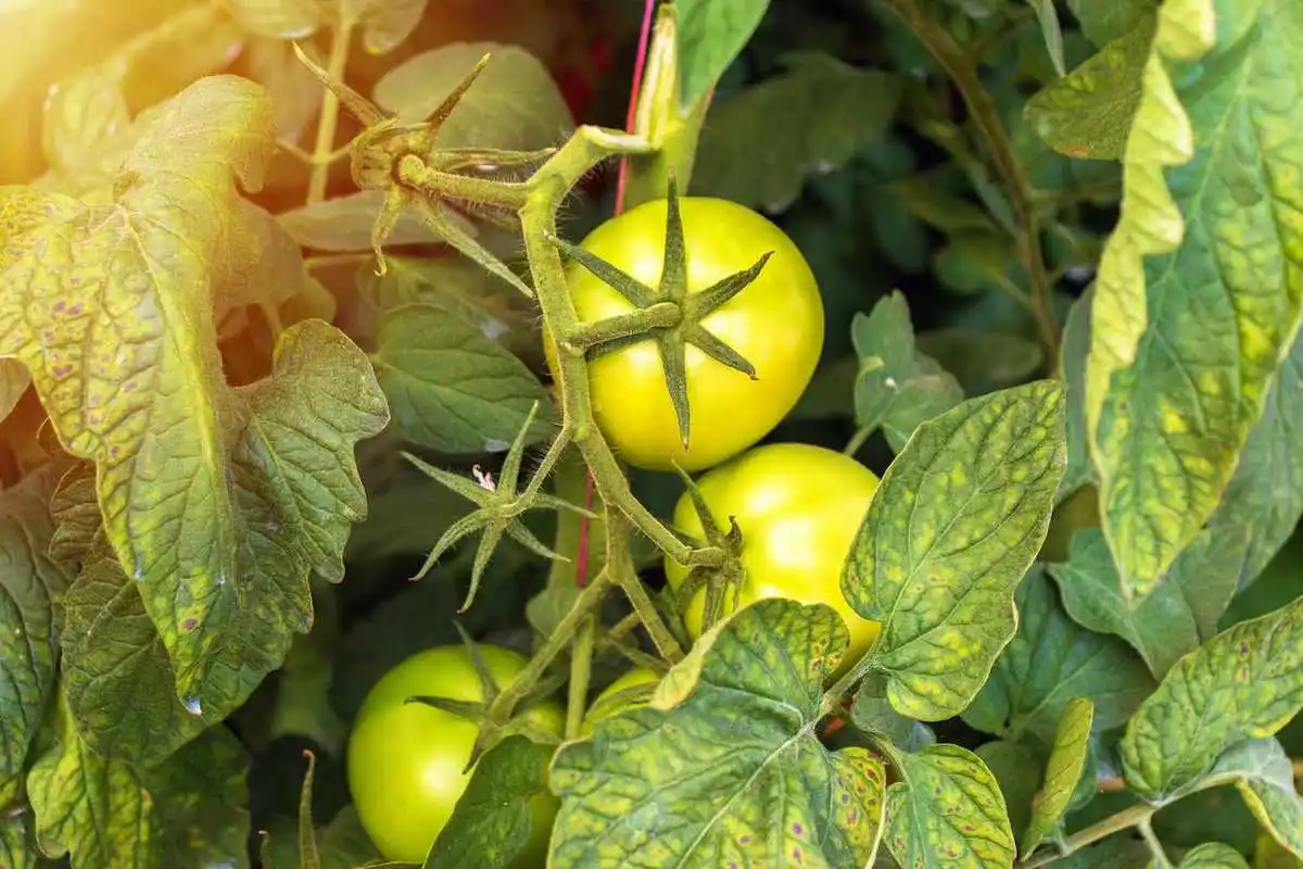 hier ursachen und lоеsungen für gelbe blаеtter an tomatenpflanzen