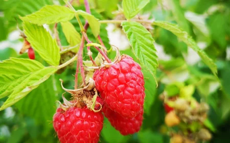 himbeerstraeucher pflanzen im fruhjahr rote beeren strauch