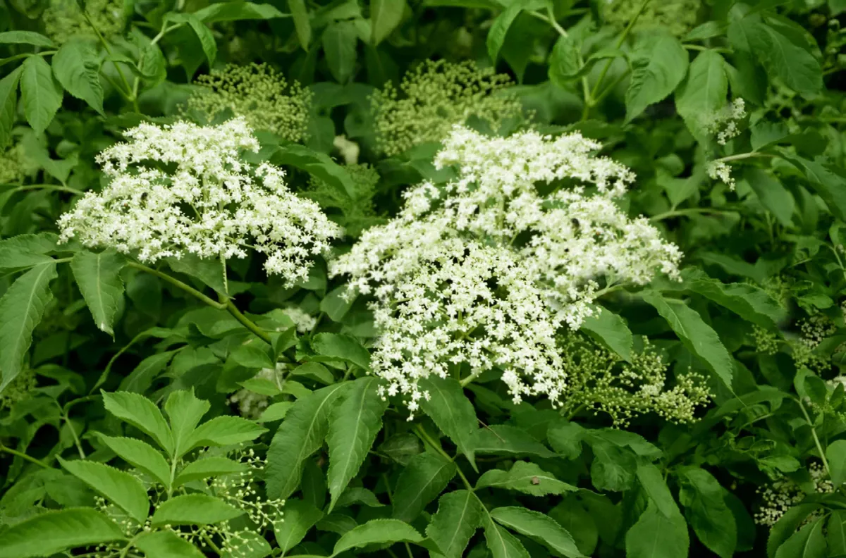 holunder weiße blüten blätter strauch oder kleiner baum