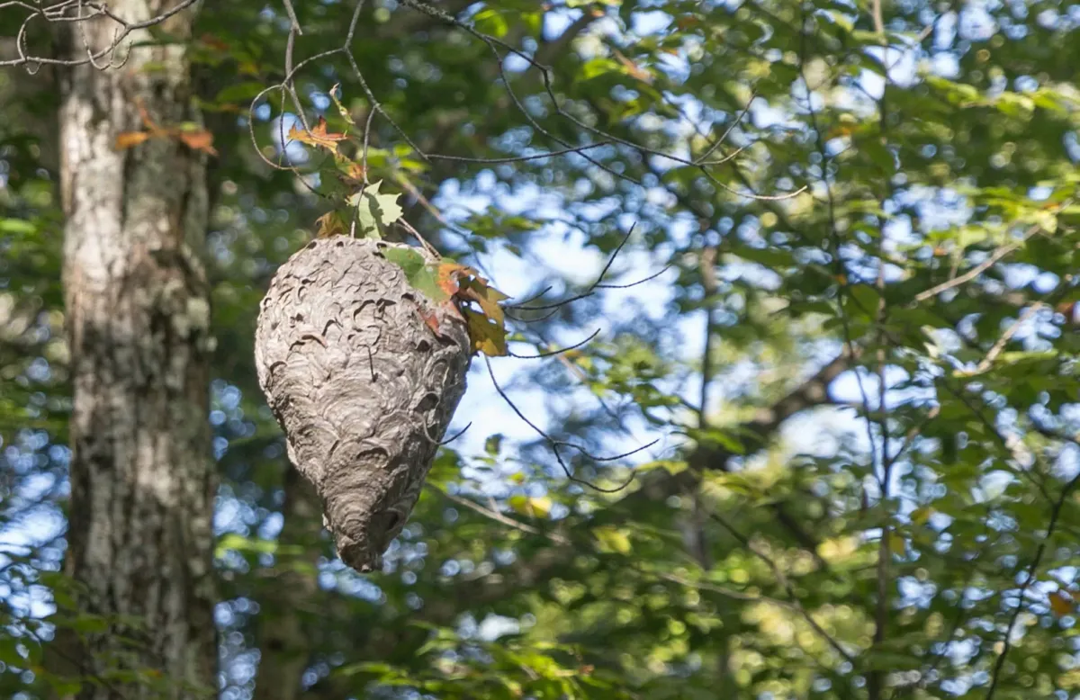 hornissennest in baumkrone tropfenförmig hornissen vertreiben