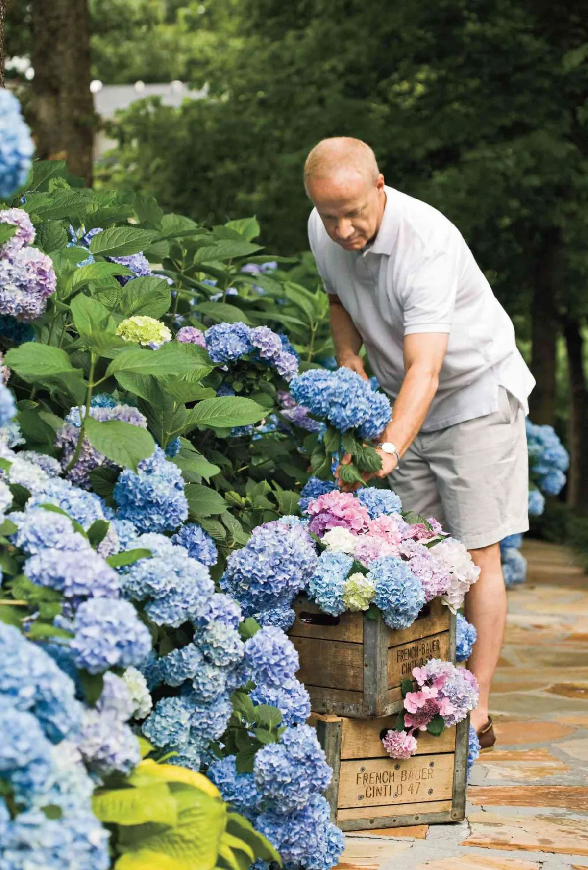 hortensien blaue und rosafarbene blüten üppig mann schneidet