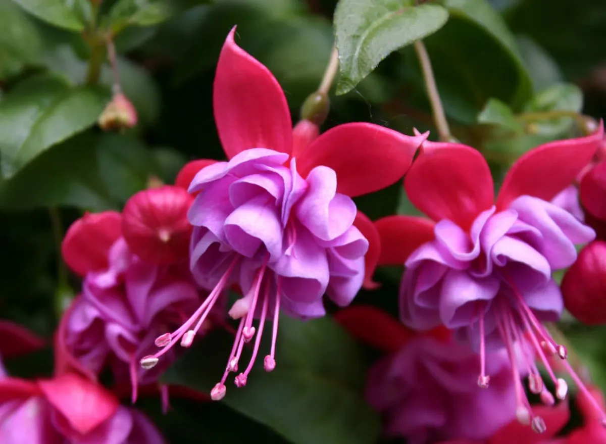 hybrid fuchsie balkonpflanze rot rosa blüten außergewöhnliche form