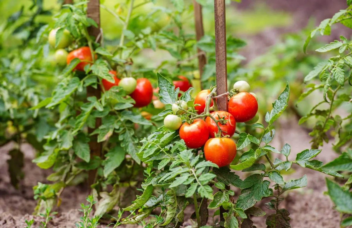juli tomaten auf verkümmerte oder kranke blätter untersuchen