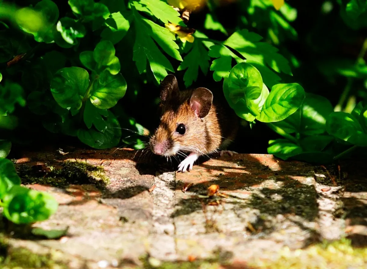 kleine nageltiere wie mäuse können zecken übertragen